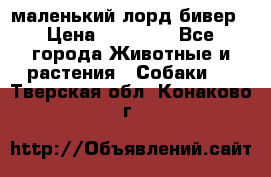 маленький лорд бивер › Цена ­ 10 000 - Все города Животные и растения » Собаки   . Тверская обл.,Конаково г.